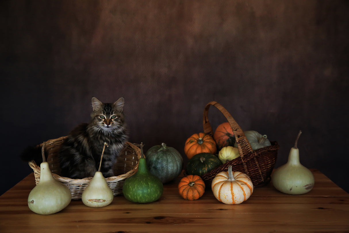 pumpkin Poster och Canvastavla