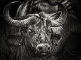 Red-billed Oxpecker and the Buffalo Poster och Canvastavla