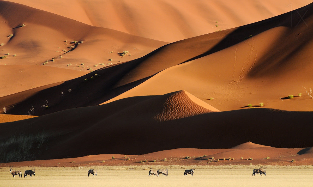 Namib Dunes Poster och Canvastavla