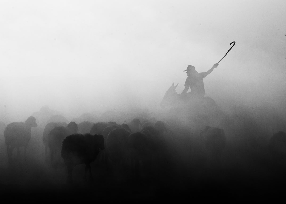 Shepherd herd Poster och Canvastavla
