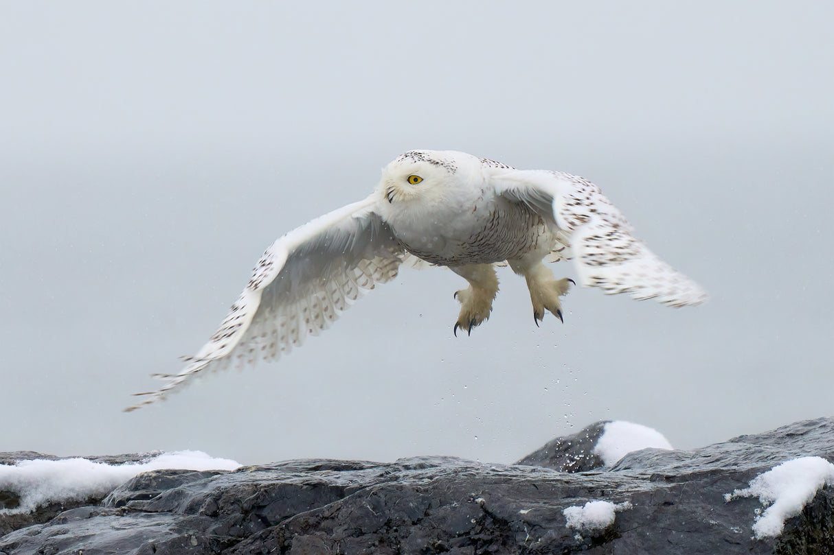Snowy owl in flight Poster och Canvastavla