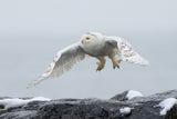 Snowy owl in flight Poster och Canvastavla