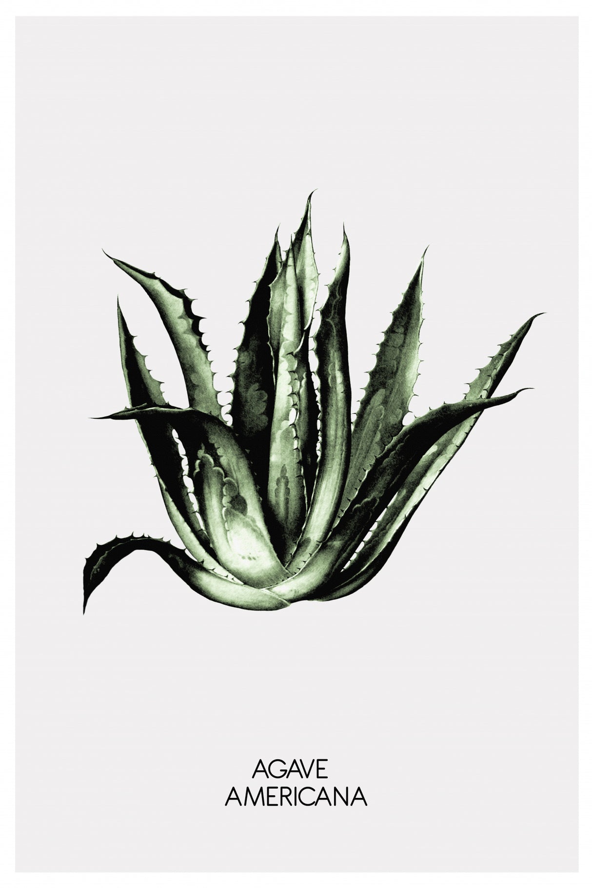Agave Americana Poster och Canvastavla