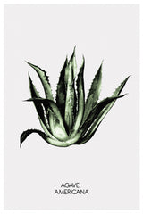 Agave Americana Poster och Canvastavla
