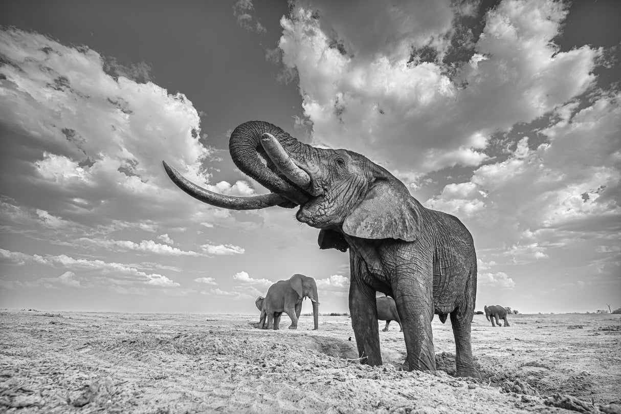 Elephant drinking Poster och Canvastavla