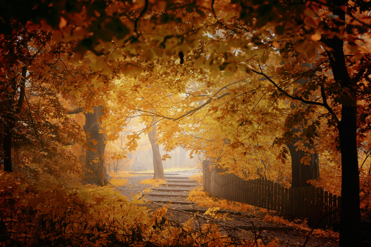 Turn to Fall Poster och Canvastavla