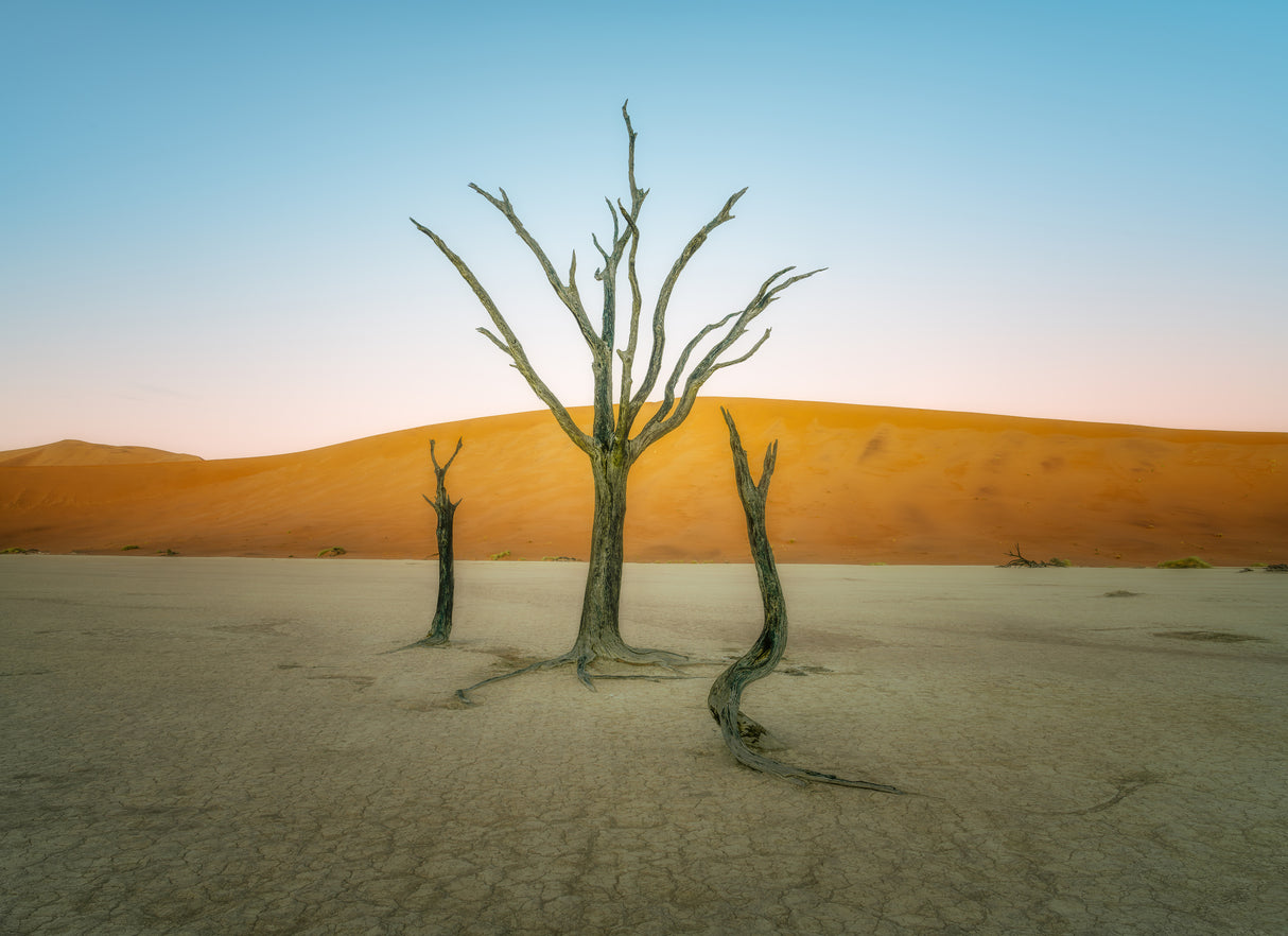 Deadvlei Poster och Canvastavla