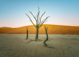 Deadvlei Poster och Canvastavla
