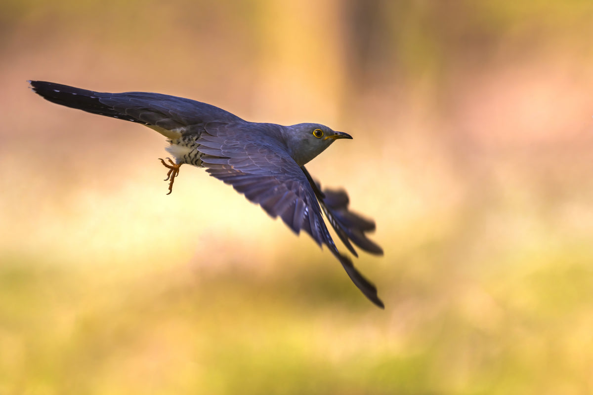 Flying at dawn Poster och Canvastavla