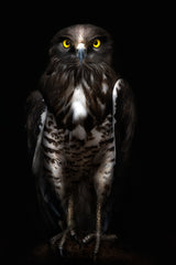 Horus Poster och Canvastavla