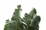 Banana Leaves Foliage Photo Poster och Canvastavla