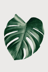 Monstera Natural 23 Poster och Canvastavla
