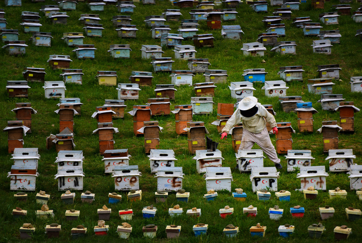 Bee City Poster och Canvastavla