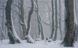 Breath of winter Poster och Canvastavla