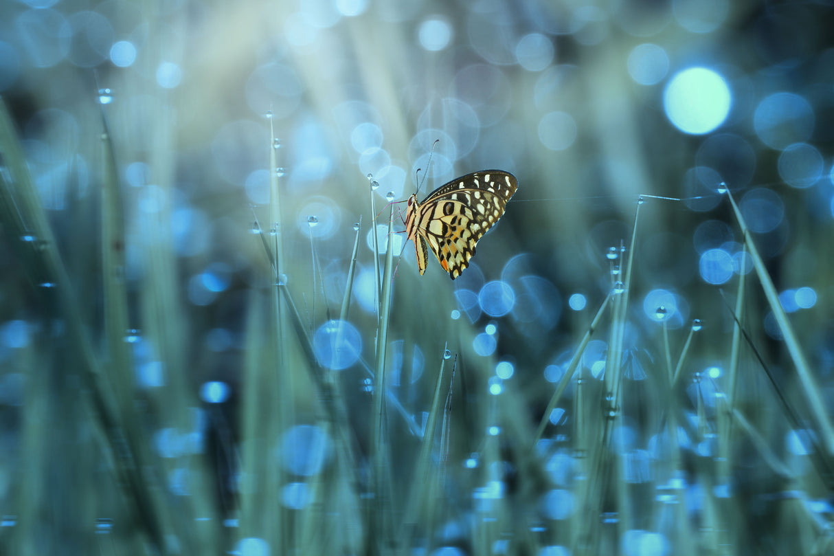 Butterfly Poster och Canvastavla