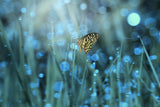 Butterfly Poster och Canvastavla