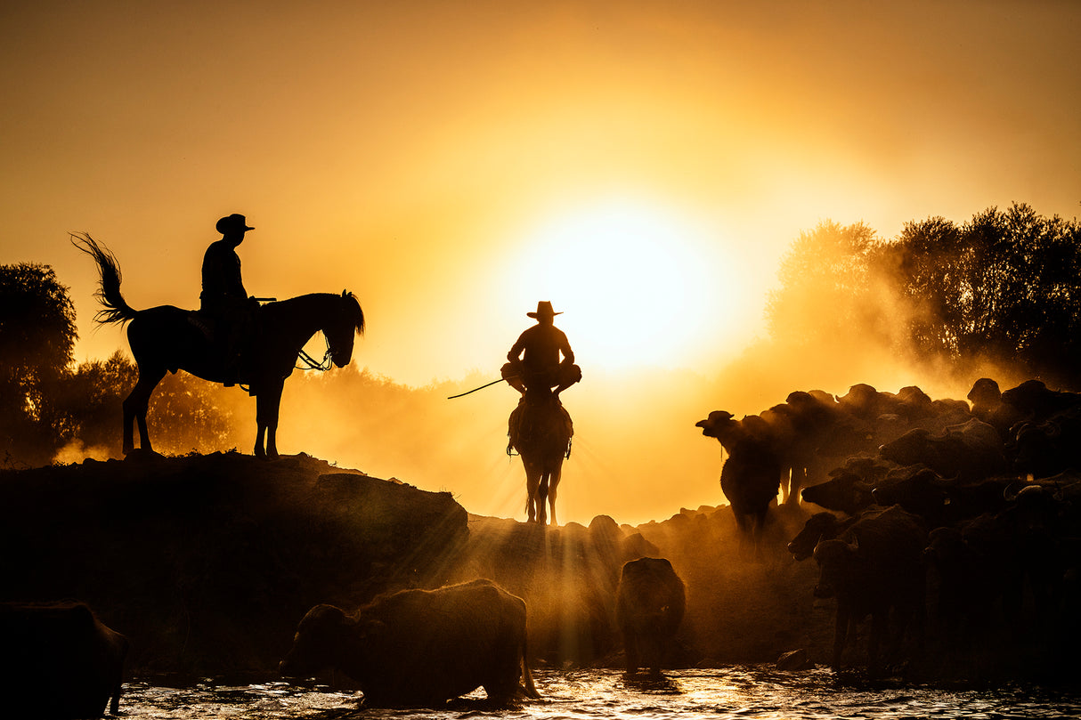Cowboys &amp; Buffaloes Poster och Canvastavla