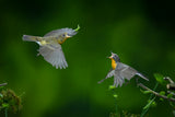 bird Poster och Canvastavla