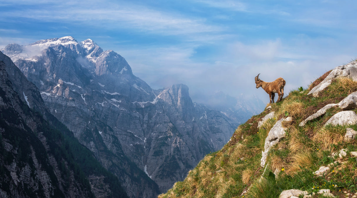 Alpine Ibex in the mountains Poster och Canvastavla