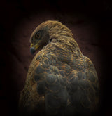 Somebody watch me-Savanna Hawk Poster och Canvastavla