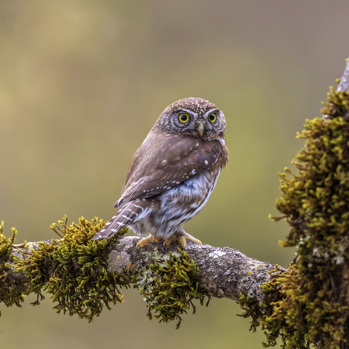 Northern Pygmy Owl Poster och Canvastavla