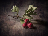 Sprig of hawthorn Poster och Canvastavla