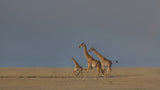 Giraffe family run Poster och Canvastavla