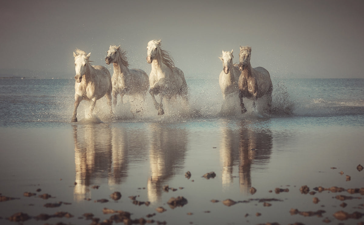 Camargue Horses Poster och Canvastavla