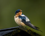 Swallow - 5/31/2023 Grand Teton Poster och Canvastavla