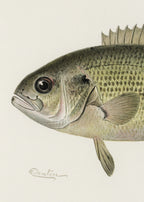 Rock Bass Crop Poster och Canvastavla