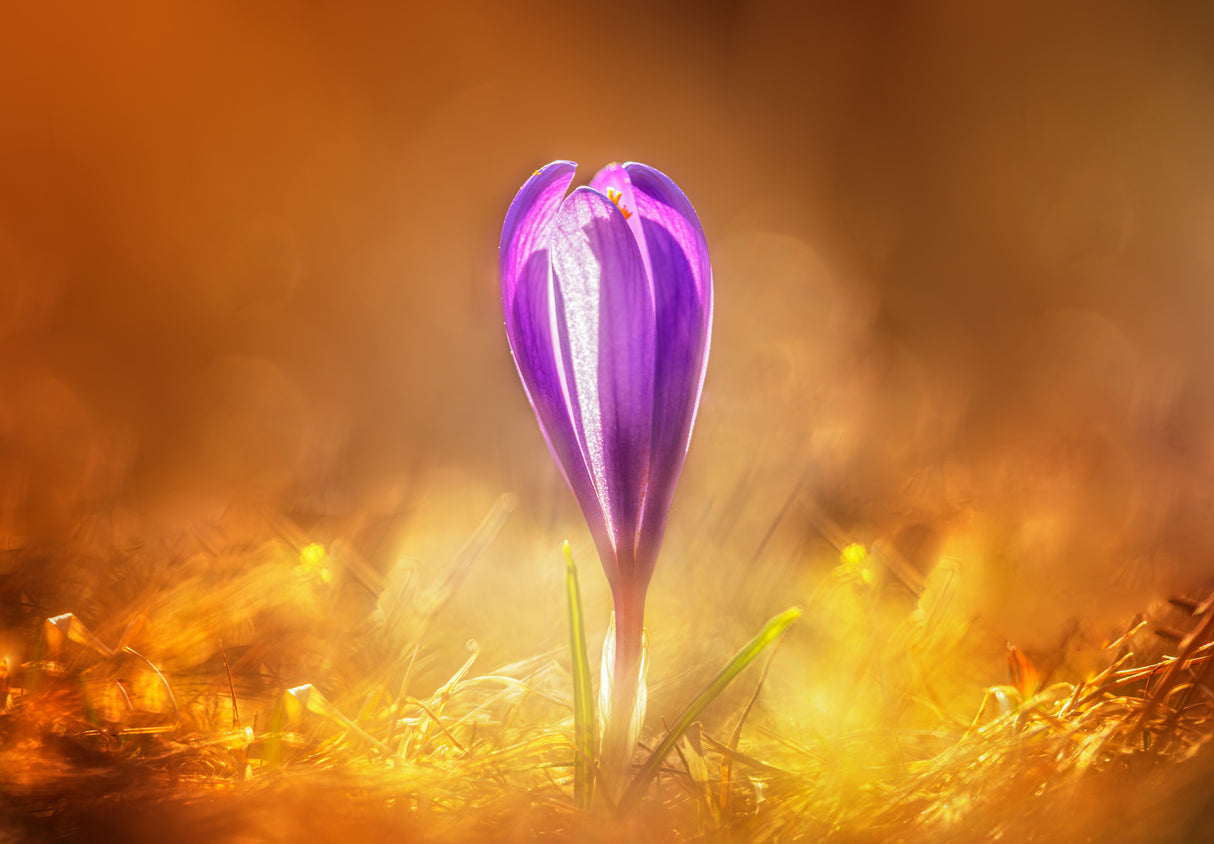 Golden spring Poster och Canvastavla