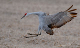 LANDING Poster och Canvastavla