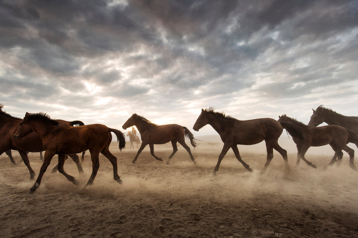 Wild horses Poster och Canvastavla