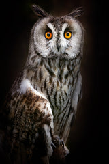 Long-eared owl portrait Poster och Canvastavla