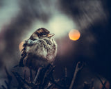 Moon sparrow Poster och Canvastavla