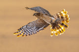 Pallid harrier Poster och Canvastavla