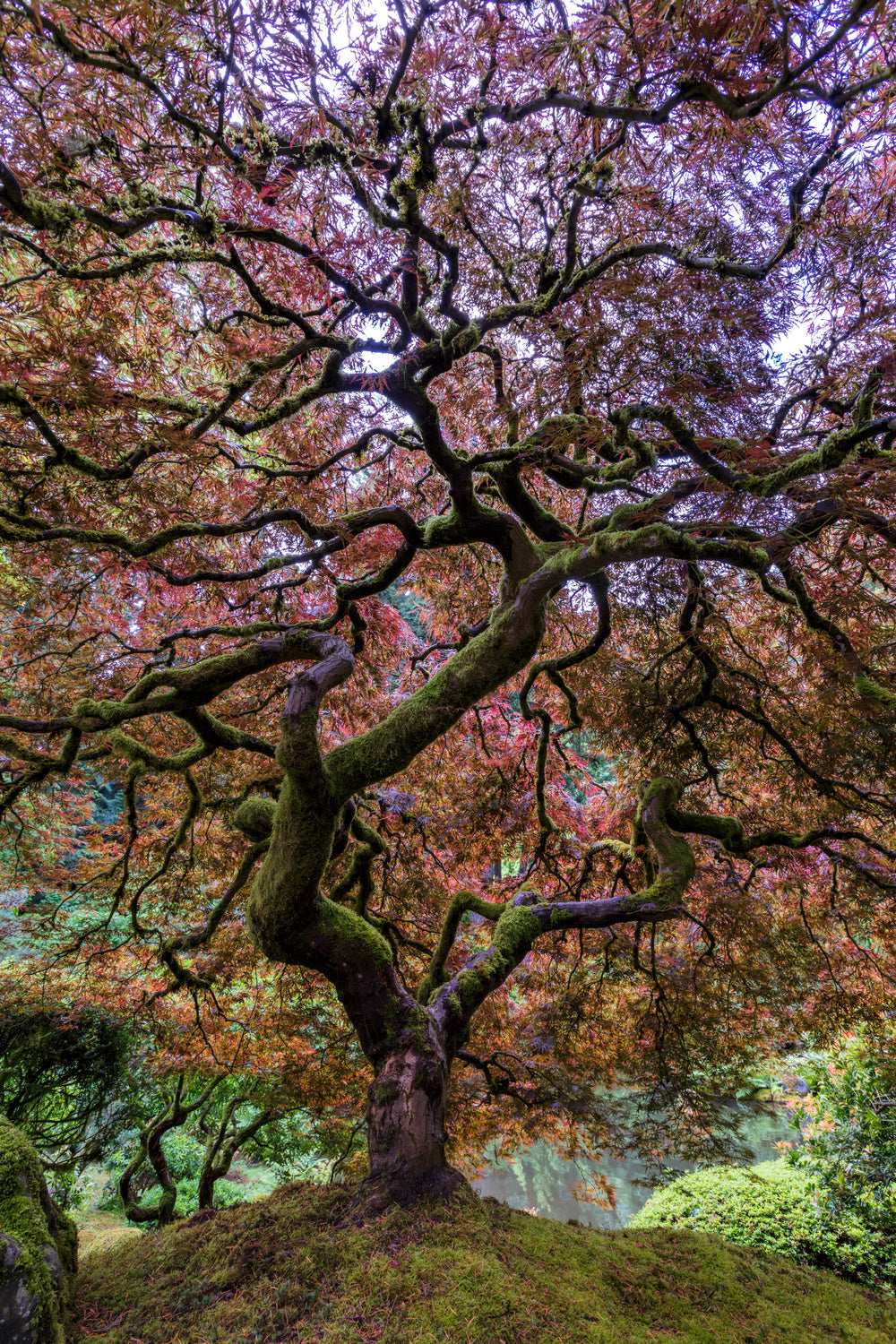 Japanese Maple Tree Poster och Canvastavla