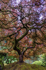 Japanese Maple Tree Poster och Canvastavla
