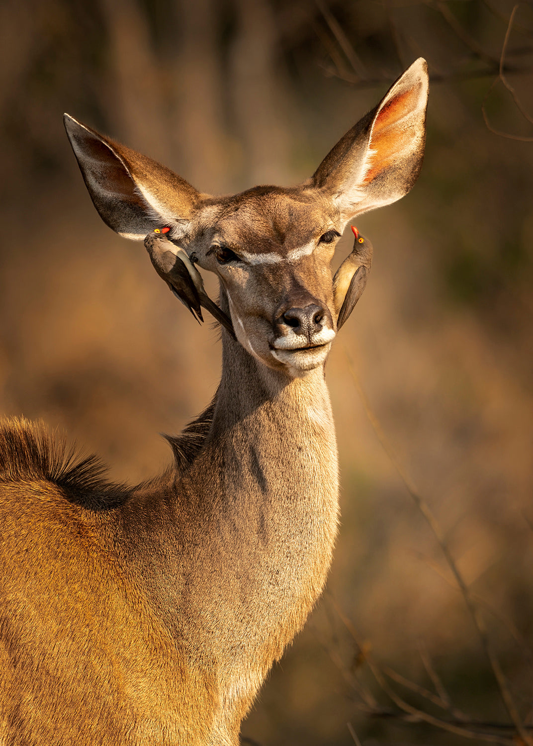Deer and little bird Poster och Canvastavla