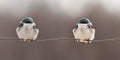 Birds on a wire Poster och Canvastavla