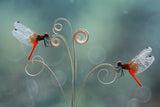 The Beauty of a Small World Poster och Canvastavla