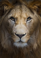 Majestic Poster och Canvastavla