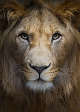 Majestic Poster och Canvastavla