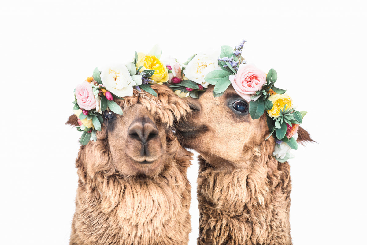 Boho Alpacas Poster och Canvastavla