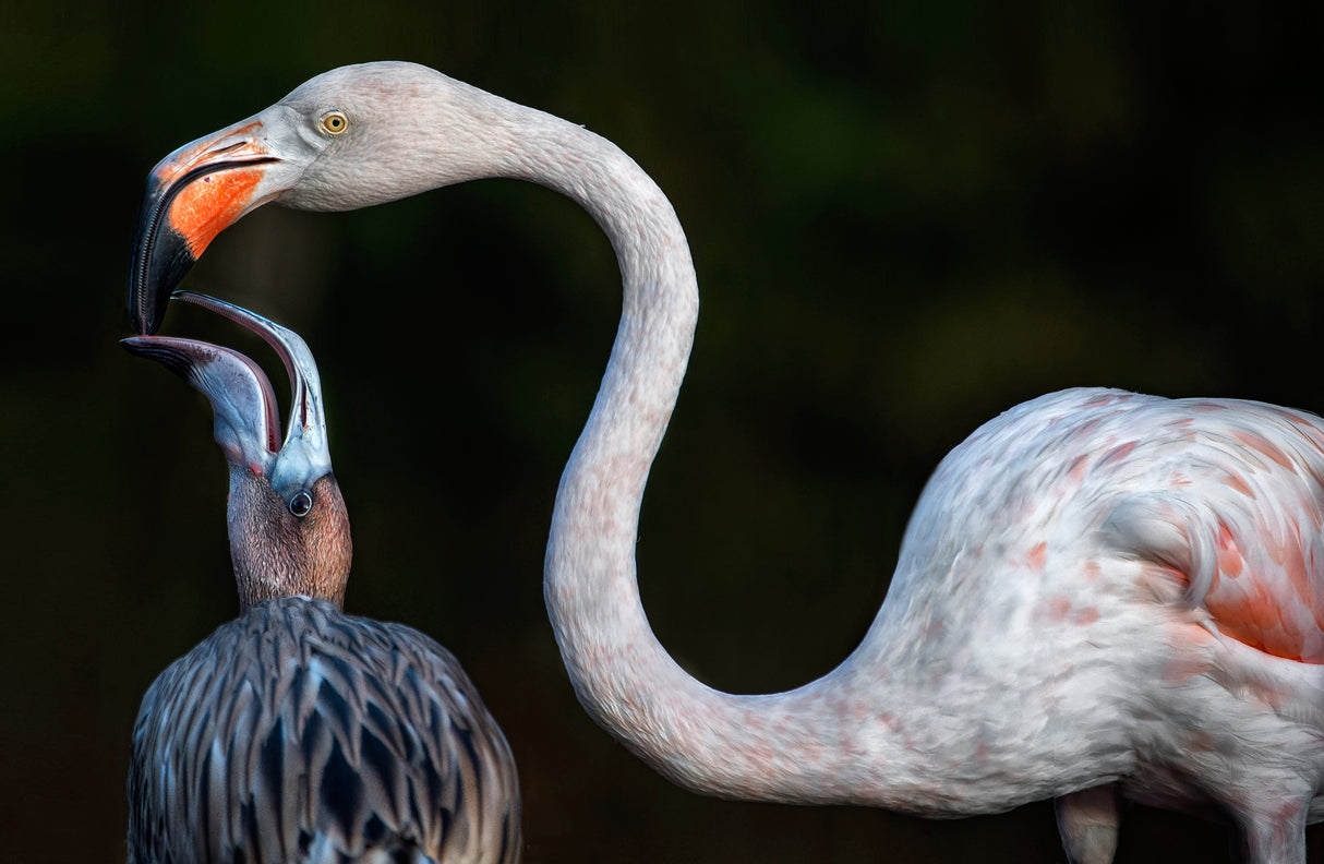 Mother flamingo with chick Poster och Canvastavla