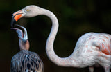 Mother flamingo with chick Poster och Canvastavla