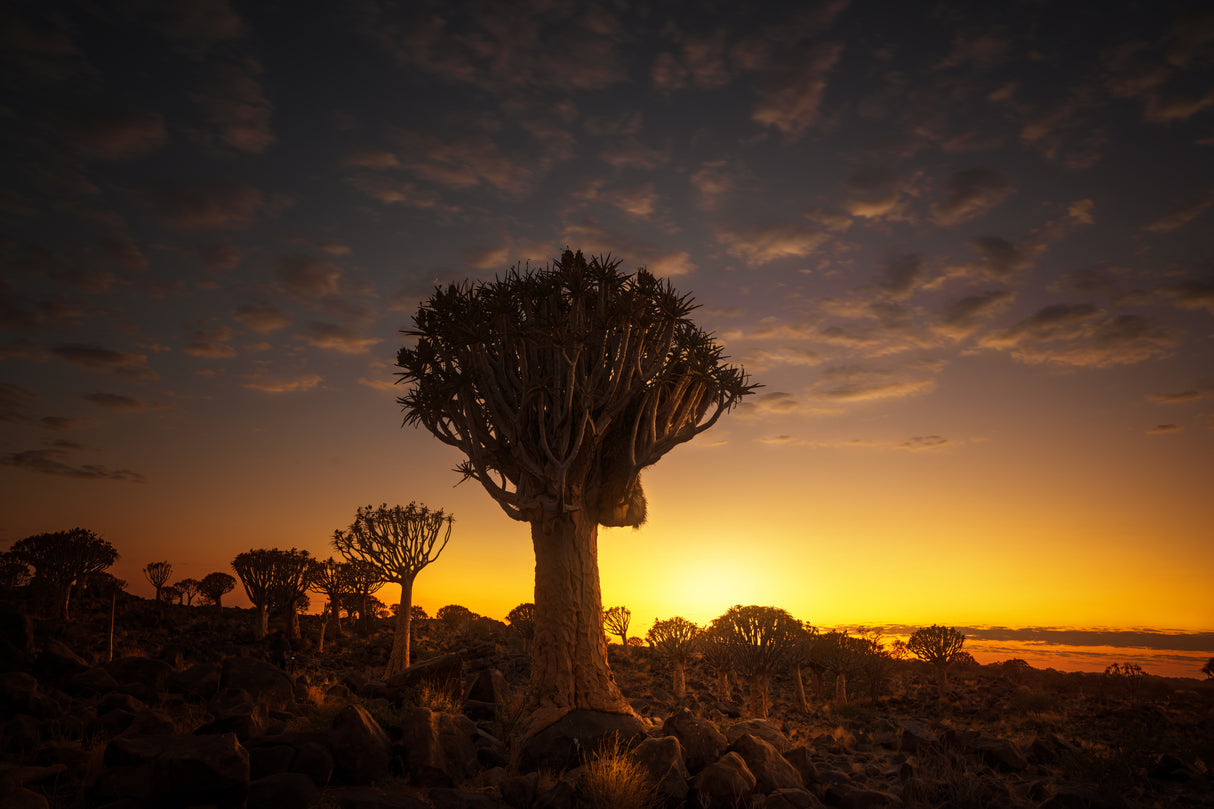 At sunrise 7R45806 Poster och Canvastavla