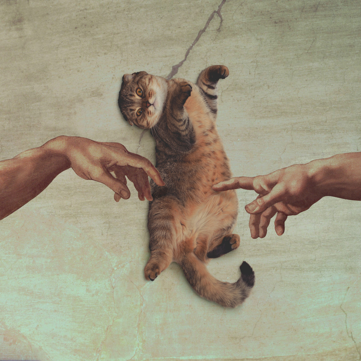 Touch of the Kitty Poster och Canvastavla