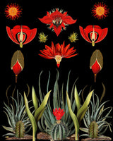 Cactus Invention.png Poster och Canvastavla