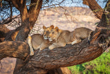 Lions can not climb trees Poster och Canvastavla